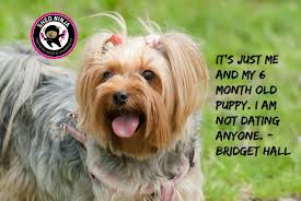 It S Just Me And My 6 Month Old Puppy I Am Not Dating Anyone Bridget Hall Pet Grooming Famous Dogs Pet Grooming Tools
