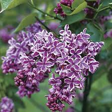 We did not find results for: Chinese Lilac Finegardening