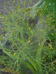 Image result for Schkuhria pinnata
