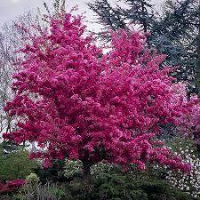 Sorry, we cannot ship or otherwise provide. Compare Fast Growing Trees The Tree Center