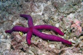 Aug 24, 2011 · census of marine life summary: Pin On In The Water