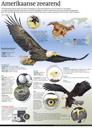 Amerikaanse zeearend m (plural amerikaanse zeearenden) bald eagle; Amerikaanse Zeearend In Beeld Co