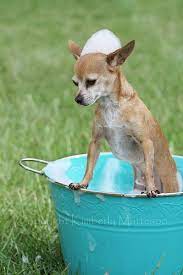 Bath Time Fail Cute Chihuahua Chihuahua Love Chihuahua