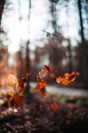 Maybe you would like to learn more about one of these? Fall Wallpapers Free Hd Download 500 Hq Unsplash