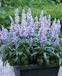 Image result for Salvia farinacea