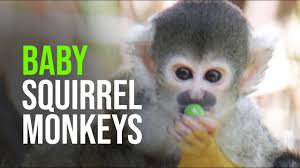 Affordable capuchin monkeys for sale near me, marmoset monkeys for sale near me, squirrel monkeys for sale, hand raised monkeys available for sale and will come with all change of ownership documents, pet passport, health certificate and others. Taronga Zoo Sydney Announces The Birth Of Four Bolivian Squirrel Monkey Babies Youtube