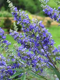 Image result for Vitex franceseana
