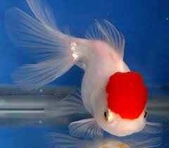3.0 out of 5 stars. Black And White Koi Fish Price Novocom Top