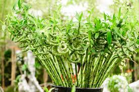Our commitment to being completely green begins with the way the materials are collected to respect the integrity of the plant and contribute to rapid and rigorous renewal of both, bamboo, thatch and coconuts. Interesting Facts About Lucky Bamboo Plant Ferns N Petals