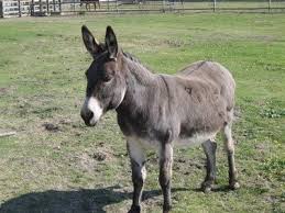 What Are The Treatments For Flies On Donkeys Pet Donkey Donkey Care Donkey