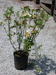 Gardenias can bloom as early as spring and will continue to produce flowers throughout the summer and into fall. Gardenia Diseases Other Problems Home Garden Information Center