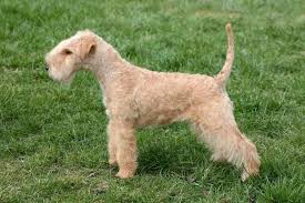 Real stories from modsy customers. Lakeland Terrier Bold Hunter Or Affectionate Family Dog