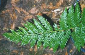 Image result for Cyathea dregei
