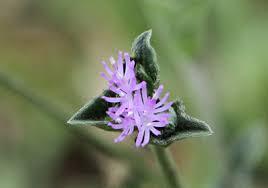 Image result for Elephantopus scaber