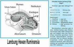 Pertama dengan menelan bahan mentah. Proses Pencernaan Pada Hewan Memamah Vetways Indonesia Facebook