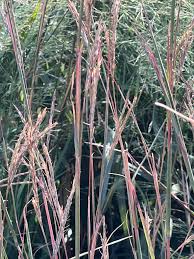 Image result for Eragrostis aethiopica