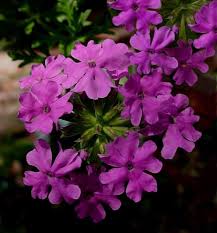 Blue princess verbena is not always blue. Plantfiles Pictures Glandularia Perennial Verbena Blue Princess Glandularia X Hybrida By Htop