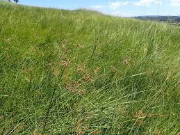 Image result for Fimbristylis complanata