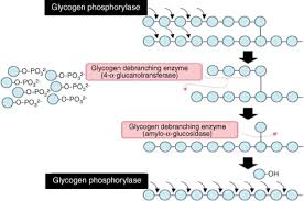 It is thus the key enzyme in the utilization of muscle and liver reserves of glycogen. Glycogen Phosphorylase An Overview Sciencedirect Topics