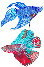 Pets At Home Magazine Fish Drawings Betta Fish Tattoo Fish Art