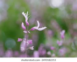 Image result for Ocimum labiatum