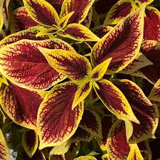 Image result for Coleus zombensis