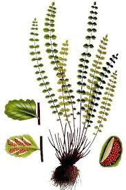 Image result for Adiantaceae