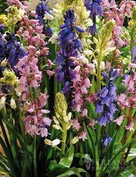 Wood Hyacinths Bulbs Also Known As Spanish Bluebells Are Great For Naturalizing In Hard To Grow Lawn Areas Th Spanish Bluebells Woodland Plants Bulb Flowers
