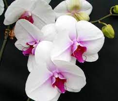 Lipstick Kissed Butterfly Orchid Gift Beautiful Large White Flowers With Nice Deep Red Lip With Proper Care Orchid Plant Care Phalaenopsis Orchid Orchids