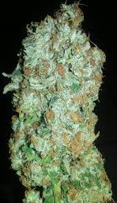 Expert seeds pulled out all the stops with gorilla cookies. Chem D Cookies Von Connoisseur Genetics Cannabis Sorten Infos
