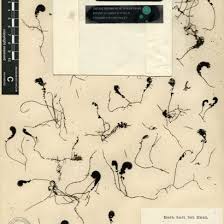 Image result for Hymenophyllum mossambicense