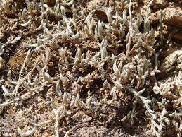 Image result for Selaginella buchholzii