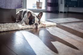 Causes of dog hair loss. 8 Possible Reasons For Your Dog S Excessive Hair Loss