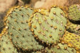 How to grow prickly pear cactus opuntia from cuttings. 1 089 Cactus Pad Photos Free Royalty Free Stock Photos From Dreamstime
