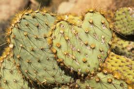 Put a large rock by the cactus, right next to it. 1 089 Cactus Pad Photos Free Royalty Free Stock Photos From Dreamstime