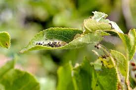 An informal survey of pest control sprays online indicated that organic sprays cost between two and four times as much as conventional. Biological Control Of Pests Overview Examples Pros Cons