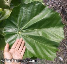 Image result for Pterospermum acerifolium