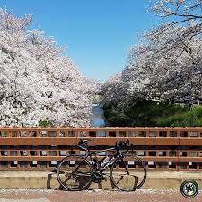 今年の桜は息が長いですね 愛知県随一の桜の名所 五条川の桜もまだまだ美しいです 五条川 桜 桜並木 トレック trekbikes betterwithbikes 今週の cyclogra house styles outdoor cabin