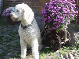 Der perfekte mensch für einen italienischen wasserhund. Lagotto Romagnolo Italienische Wasserhunde Truffelhunde Hundefutter Vergleich24 De