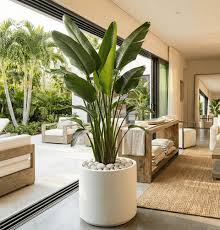 Image result for Strelitzia nicolai