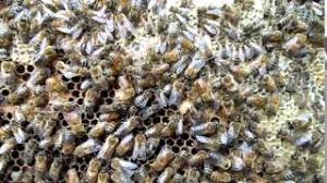 Mason bees pose little or no threat when kept in the home garden. Lethargic Sick Bees Youtube