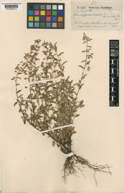 Image result for Sauvagesia