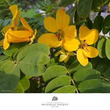 Image result for Senna italica