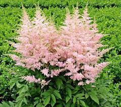 Like Others In The Younique Series This Variety Seems Undaunted By Wind And Rain It Has A High Part Shade Perennials Shade Perennial Garden White Flower Farm
