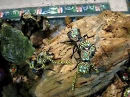 They offer both residential and commercial termite extermination. Meet The Makech The Bedazzled Beetles Worn As Living Jewelry At The Smithsonian Smithsonian Beetle Bedazzled Yucatan