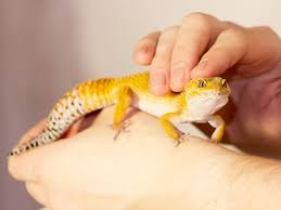 While a pottery making class is a way to get started in this art form, according to the little pot company, you can also pick up the basics and explore the craft wi. 10 Best Pet Reptiles For Beginners Vivo Pets