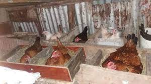 Achieving 300 Chicks Per Year With 10 Indigenous Kienyeji Chicken