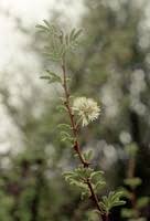 Image result for Acacia luederitzii