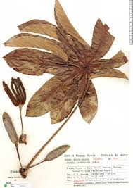 Image result for Cecropia pachystachya