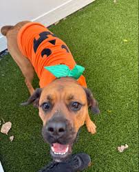 It's Funny Face Friday-Halloween Edition👻🐶 Swipe to see our playful pups  at The Dog Stop Harrisburg showing off some silly and maybe even a little  bit spooky facial expressions!!! #FunnyFaceFriday #HOWLoween  #WhereTailsGoToWag